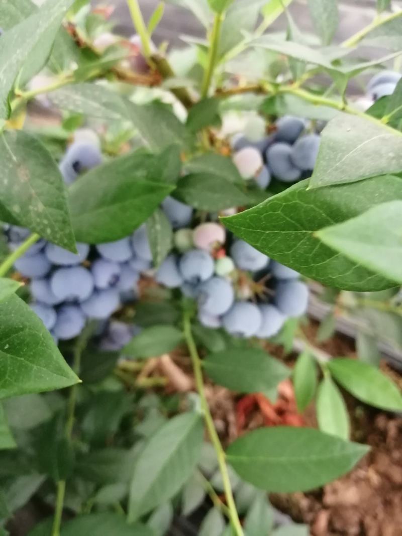 辽宁L11蓝莓提供纸箱泡沫箱礼品盒小盒子按需求分拣打包