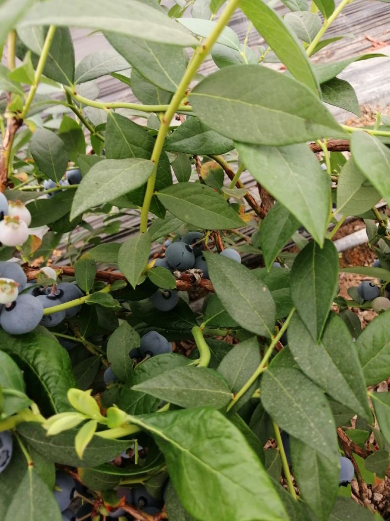辽宁L11蓝莓提供纸箱泡沫箱礼品盒小盒子按需求分拣打包