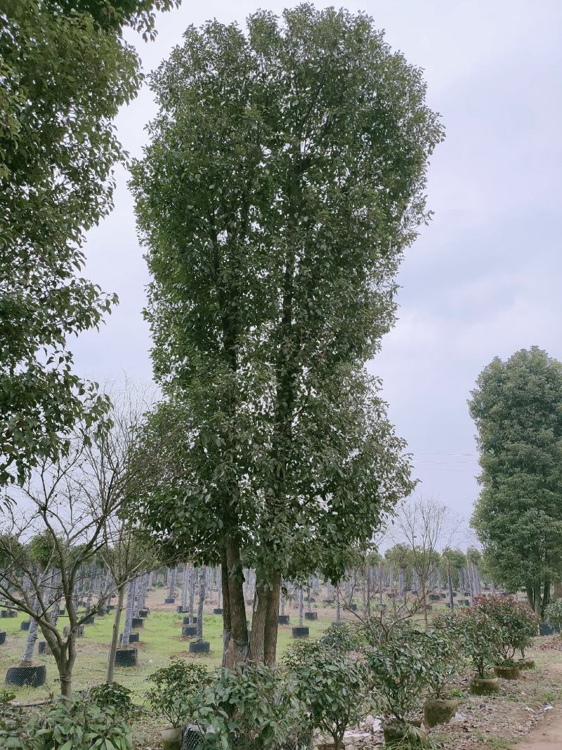 香樟，全冠香樟，移栽香樟，丛生香樟，多杆香樟全冠移栽香樟