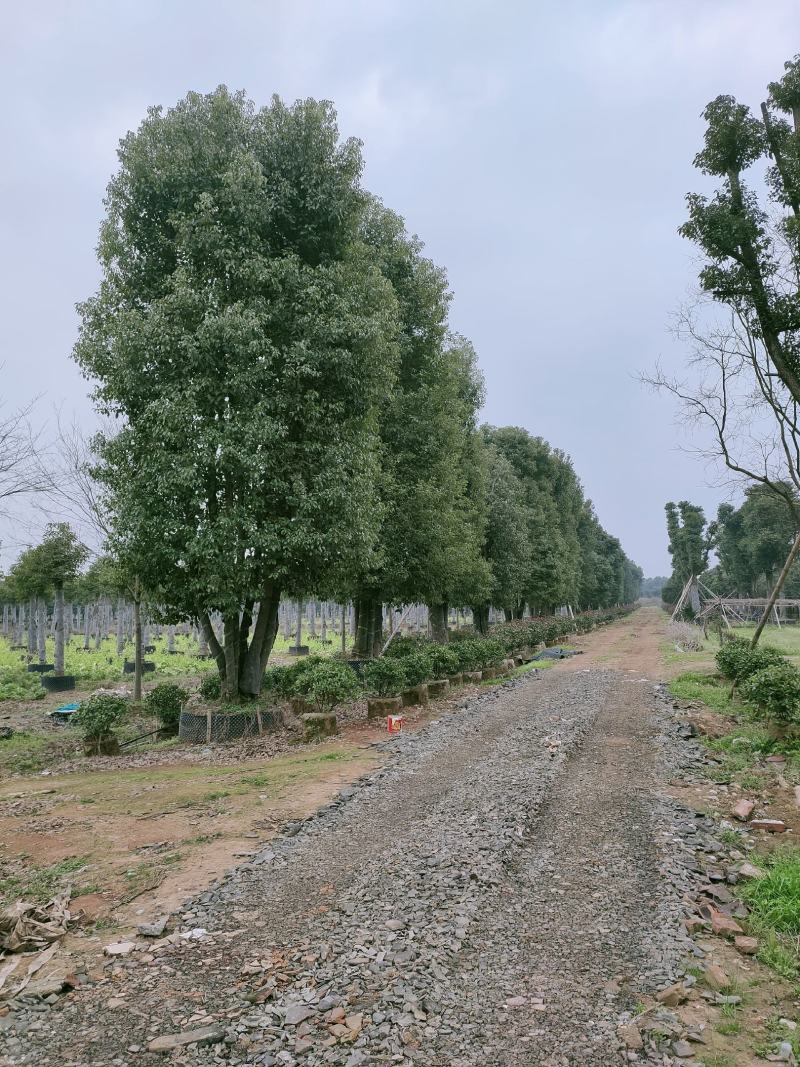 香樟，全冠香樟，移栽香樟，丛生香樟，多杆香樟全冠移栽香樟