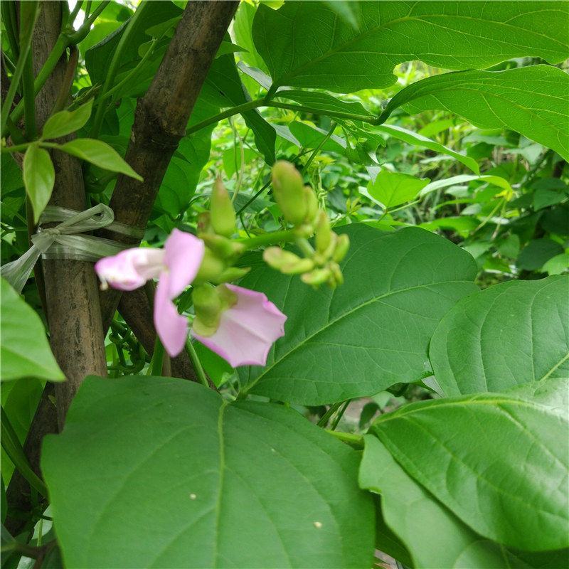 杨林寨刀巴豆/脆嫩刀豆/腌酸菜上品/下饭菜