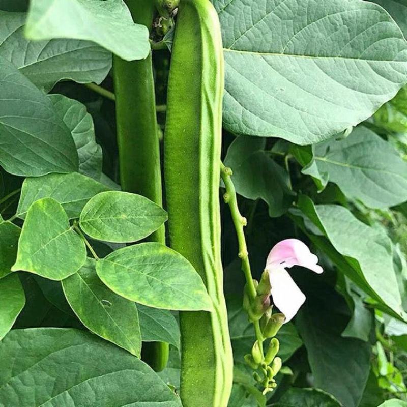 杨林寨刀巴豆/脆嫩刀豆/腌酸菜上品/下饭菜