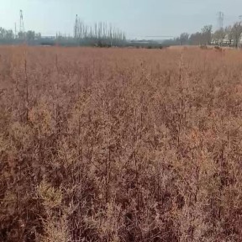 红柳苗大量上市量多从优