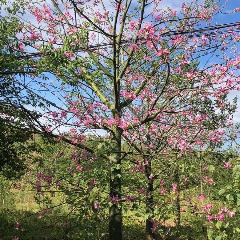 美丽木棉，大腹木棉，本地木棉，出售