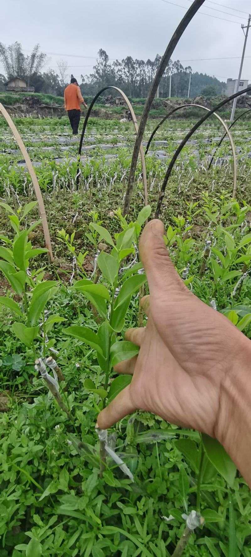 钦州红柠檬砧嫁接新会柑苗陈皮柑苗经济价值高回报周期短全国接单