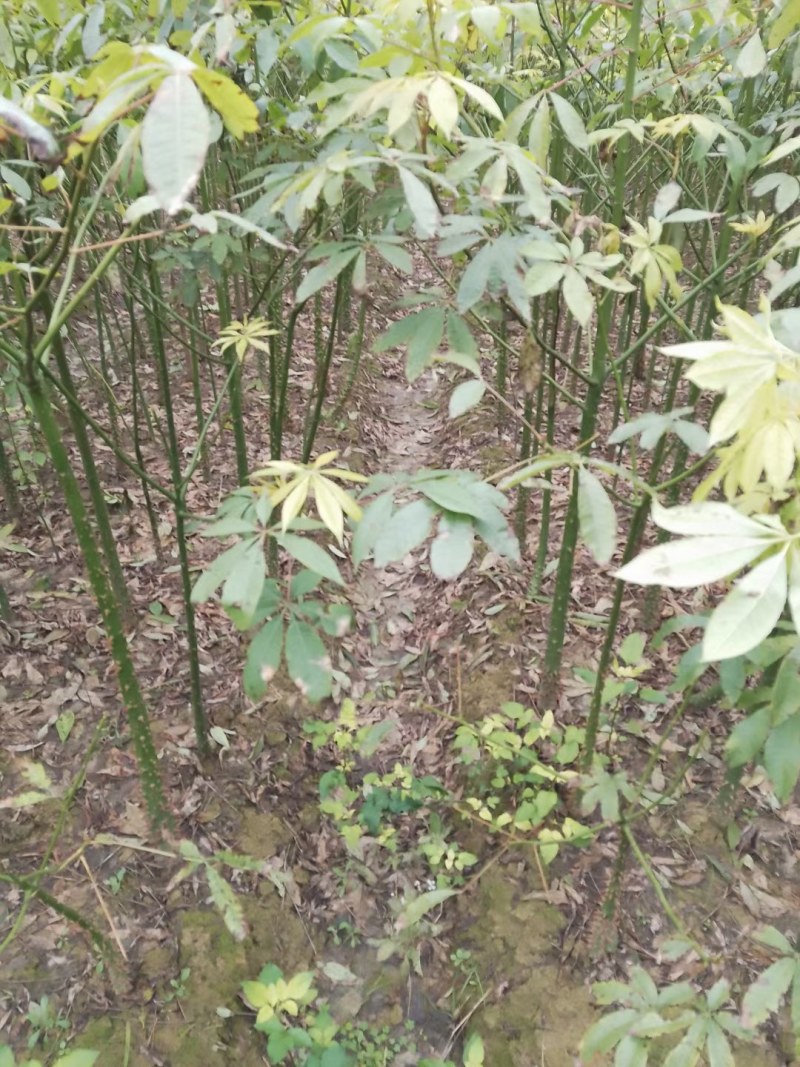 美丽木棉，大腹木棉，本地木棉，出售
