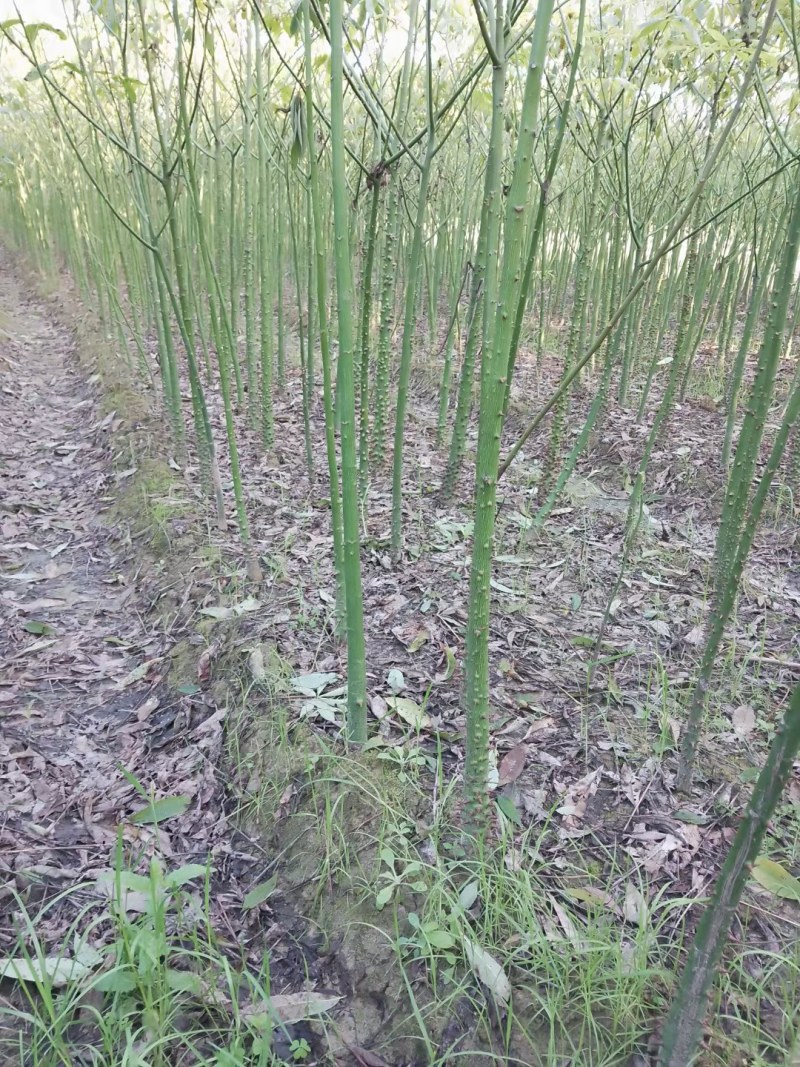 美丽木棉，大腹木棉，本地木棉，出售