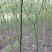 美丽木棉，大腹木棉，本地木棉，出售
