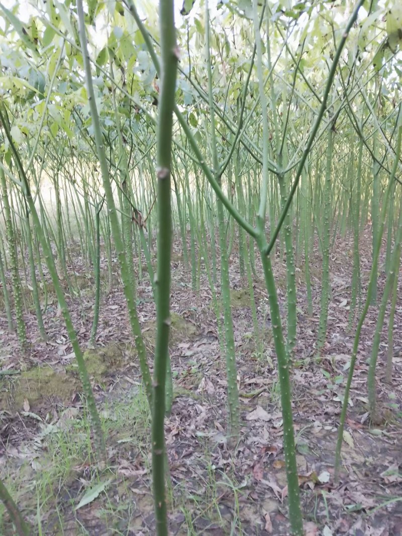美丽木棉，大腹木棉，本地木棉，出售