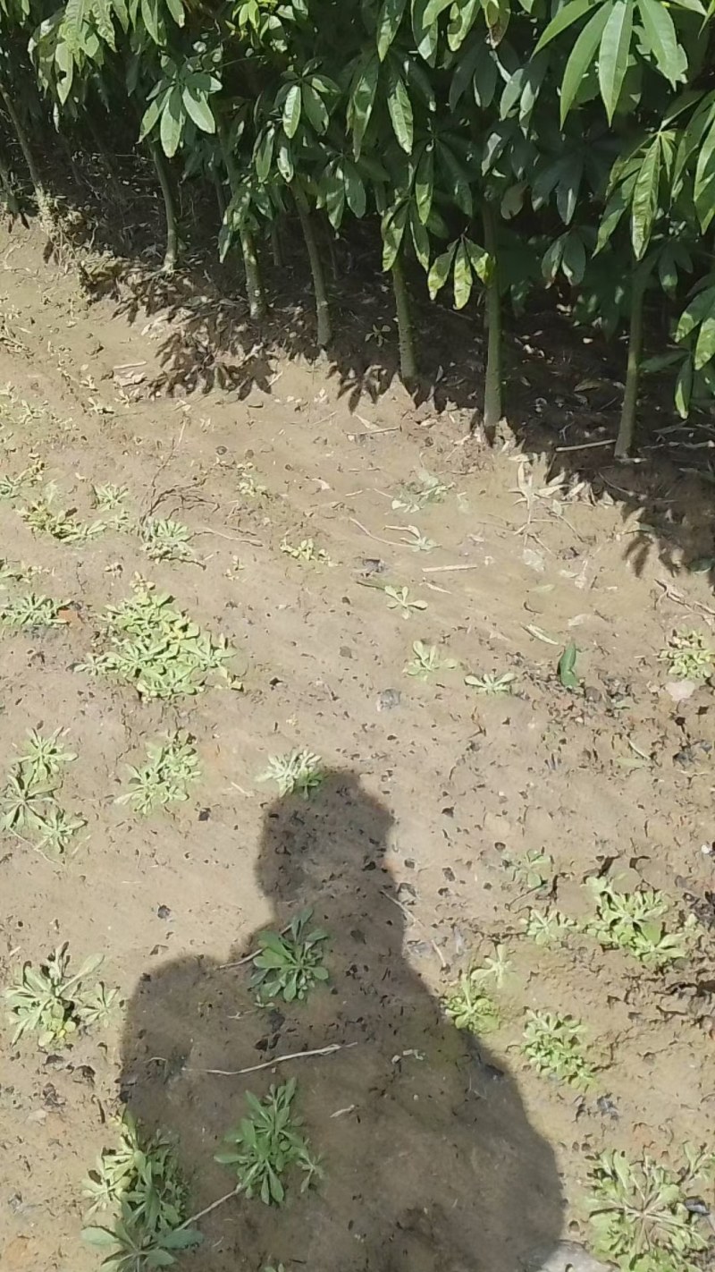 美丽木棉，大腹木棉，本地木棉，出售