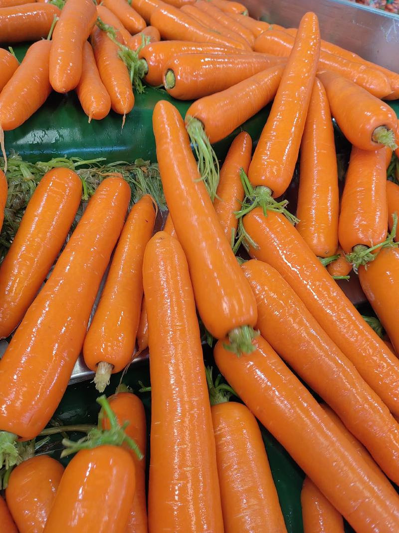 新鲜胡萝卜货源多价格好可视频看货精品