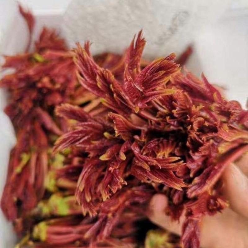 贵州安顺露天香椿红香椿头茬香椿头春菜春天