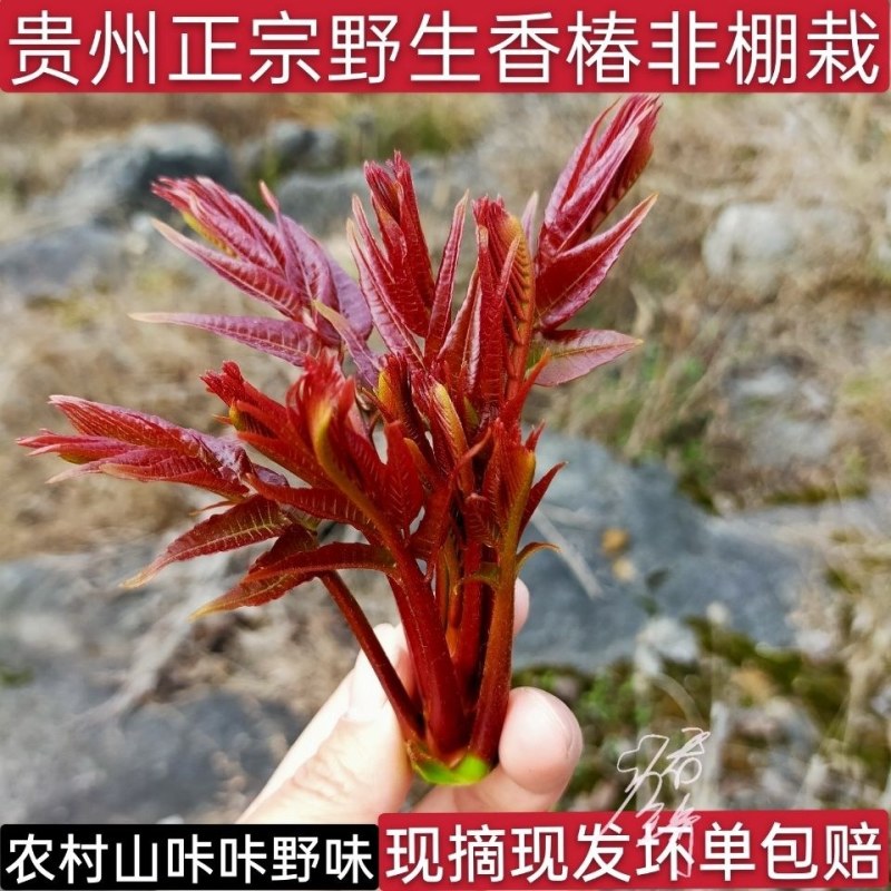 贵州安顺露天香椿红香椿头茬香椿头春菜春天