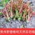 贵州安顺露天香椿红香椿头茬香椿头春菜春天