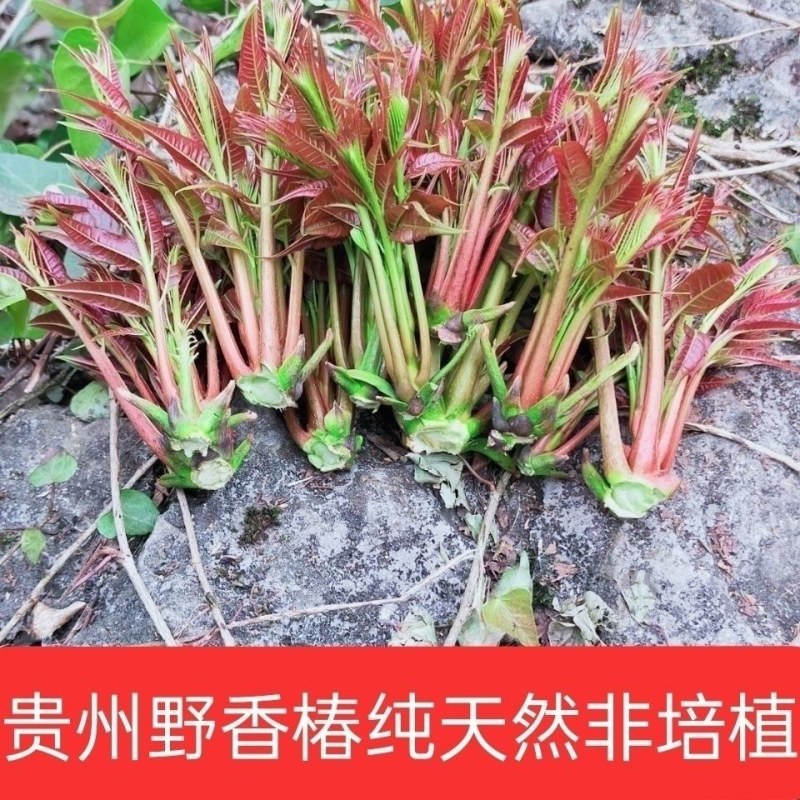 贵州安顺露天香椿红香椿头茬香椿头春菜春天