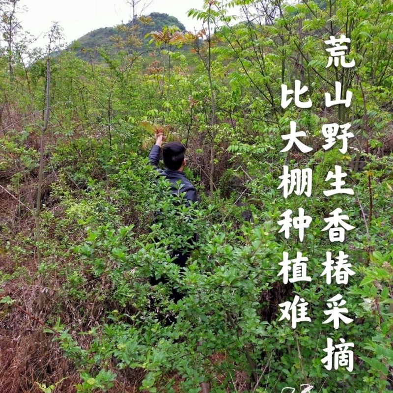 贵州安顺露天香椿红香椿头茬香椿头春菜春天