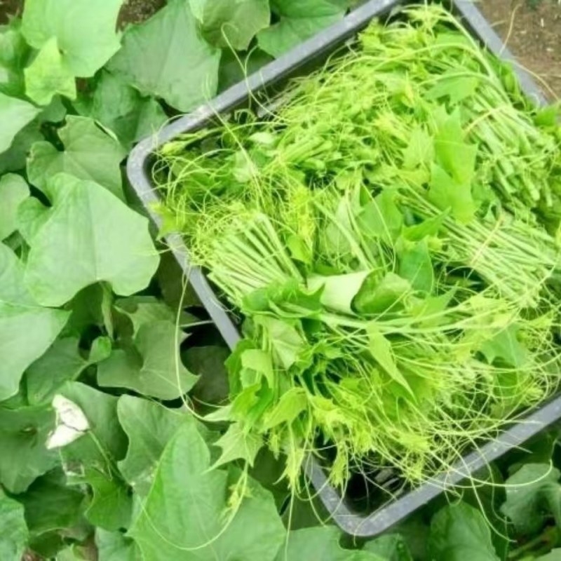 贵州安顺新鲜佛手瓜尖丝瓜尖捧瓜尖洋瓜龙须菜苔有机蔬菜现摘