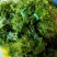 贵州安顺新鲜佛手瓜尖丝瓜尖捧瓜尖洋瓜龙须菜苔有机蔬菜现摘