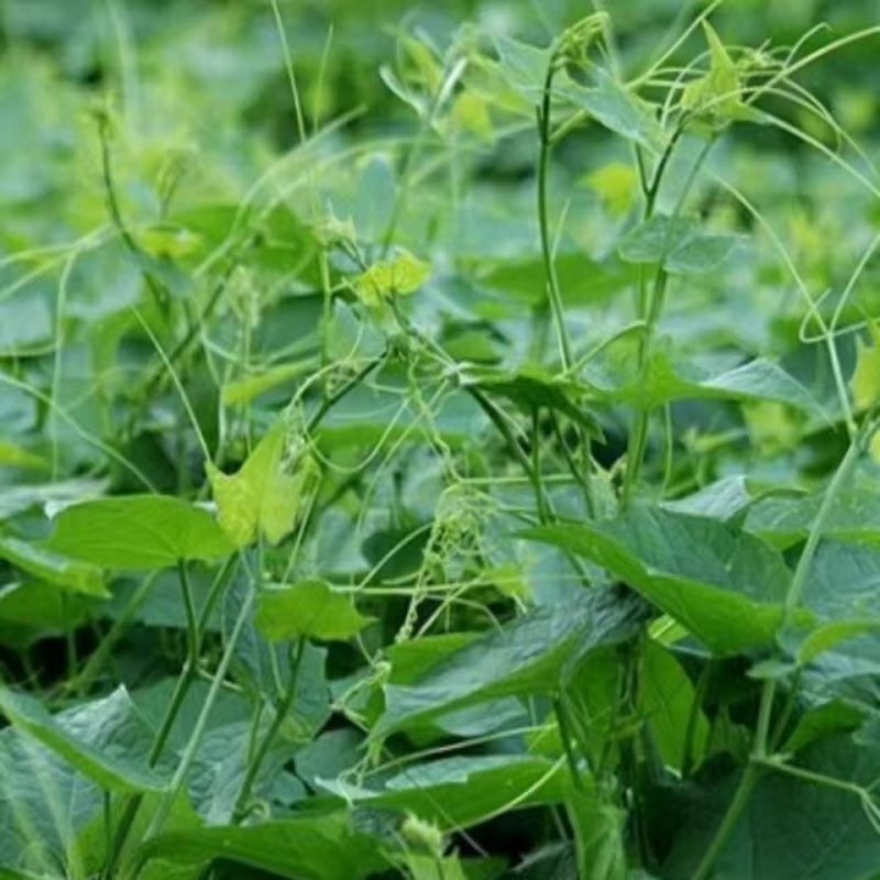 贵州安顺新鲜佛手瓜尖丝瓜尖捧瓜尖洋瓜龙须菜苔有机蔬菜现摘