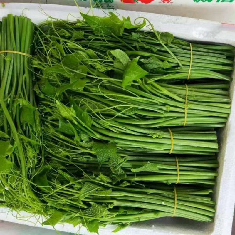 贵州安顺新鲜佛手瓜尖丝瓜尖捧瓜尖洋瓜龙须菜苔有机蔬菜现摘