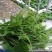 贵州安顺新鲜佛手瓜尖丝瓜尖捧瓜尖洋瓜龙须菜苔有机蔬菜现摘