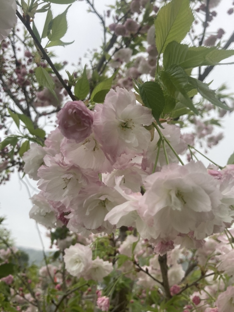 松月樱名樱名贵品种日本樱花好看到**的花