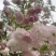 松月樱名樱名贵品种日本樱花好看到**的花