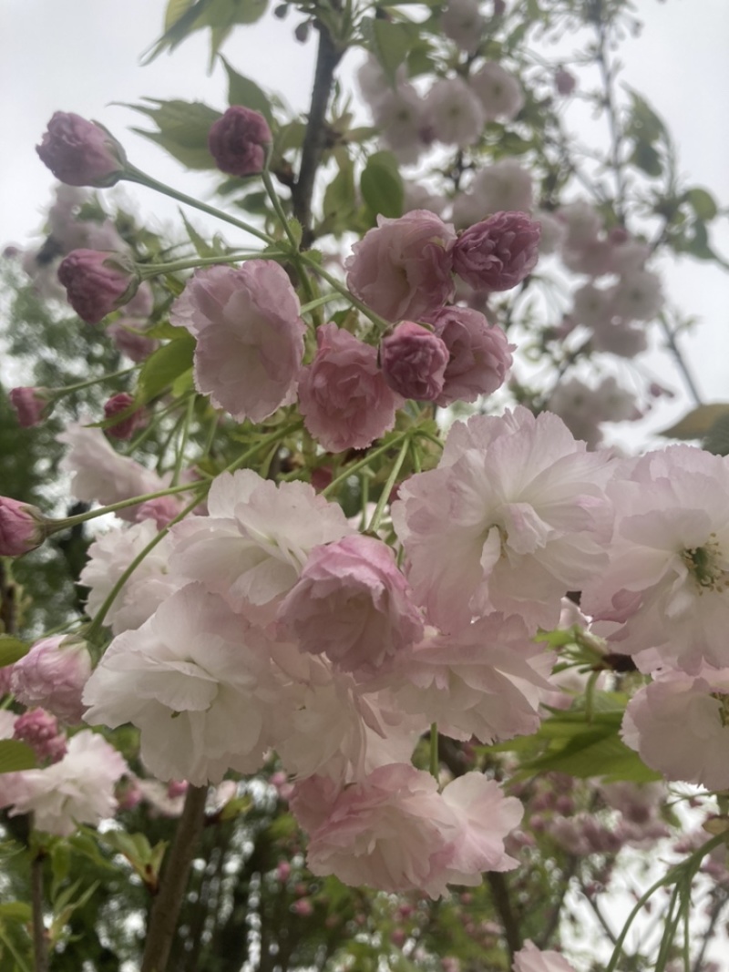 松月樱名樱名贵品种日本樱花好看到**的花