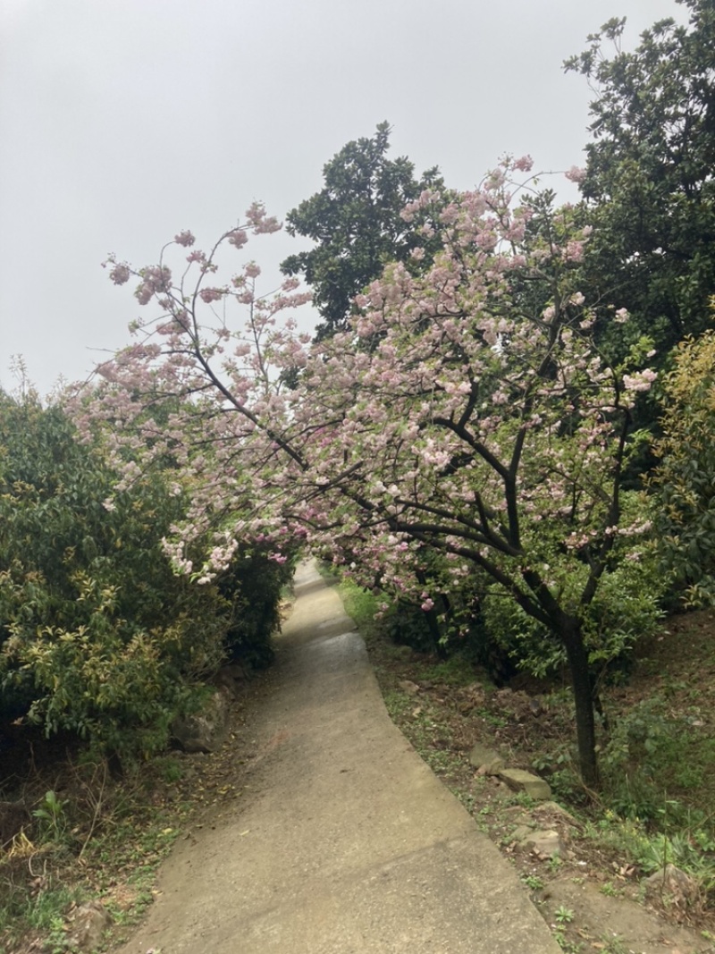 松月樱名樱名贵品种日本樱花好看到**的花