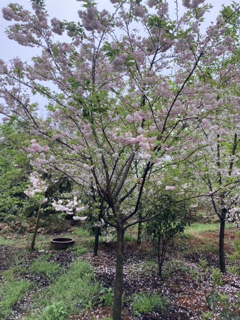 松月樱名樱名贵品种日本樱花好看到**的花