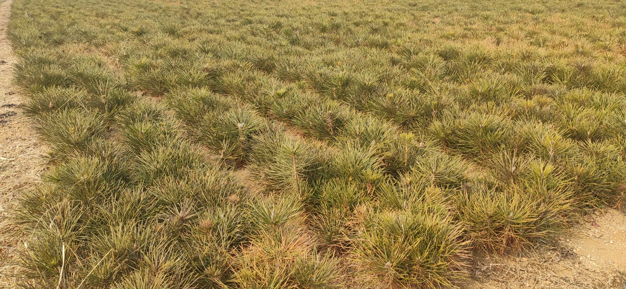 特写镜头下的侧柏籽,颗粒饱满,表面带有自然纹理,散发出淡淡的木香与药香 侧柏籽香特写