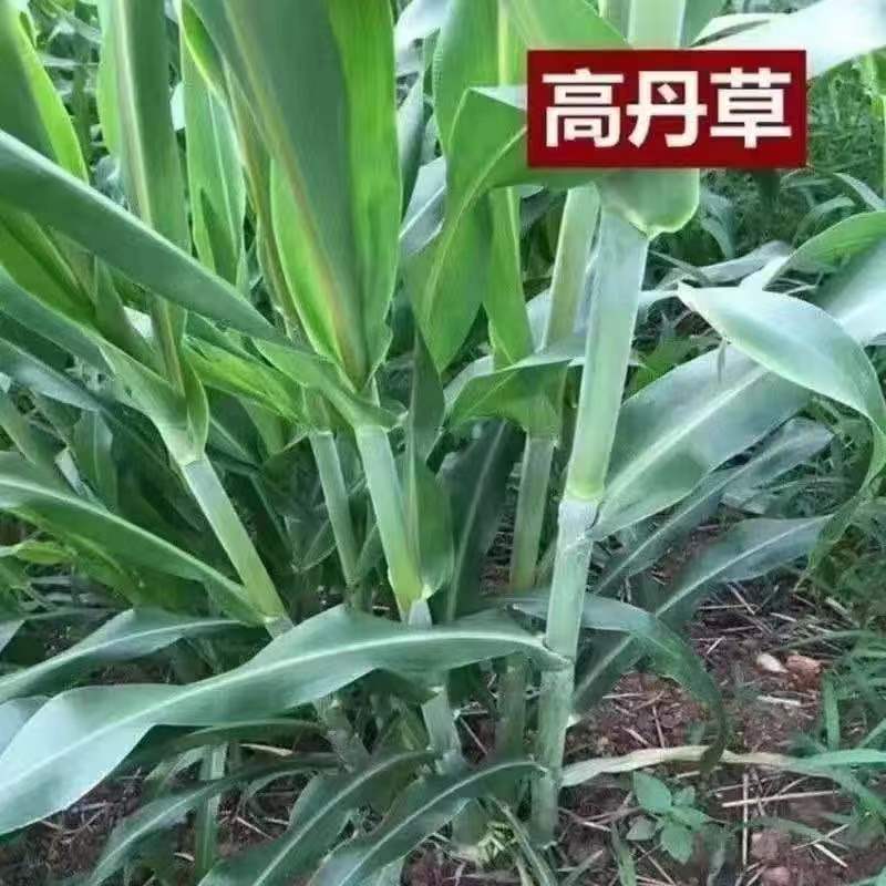 进口高丹草种子，高丹王草籽四季养殖猪牛羊鸡鸭鹅鱼牧草种子