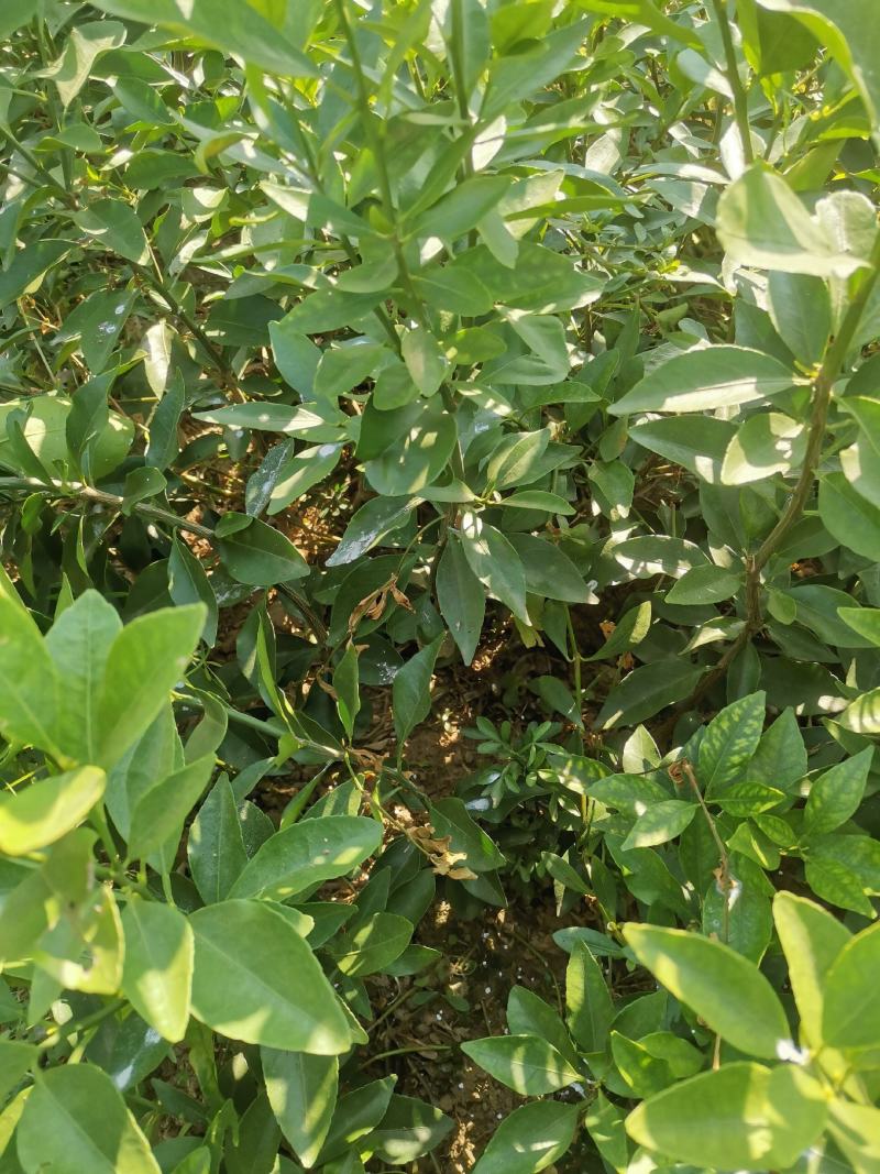 积橙大苗，卡里左，大叶积壳苗！提供免费种植技术服务