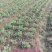 【含腐殖酸水溶肥】40斤包邮，高含量生根养根，遇水速溶