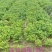 【含腐殖酸水溶肥】40斤包邮，高含量生根养根，遇水速溶