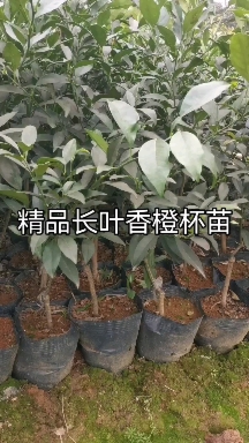 香橙苗大苗，小叶香橙，提供免费种植技术服务