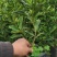 香橙苗大苗,小叶香橙,提供免费种植技术服务