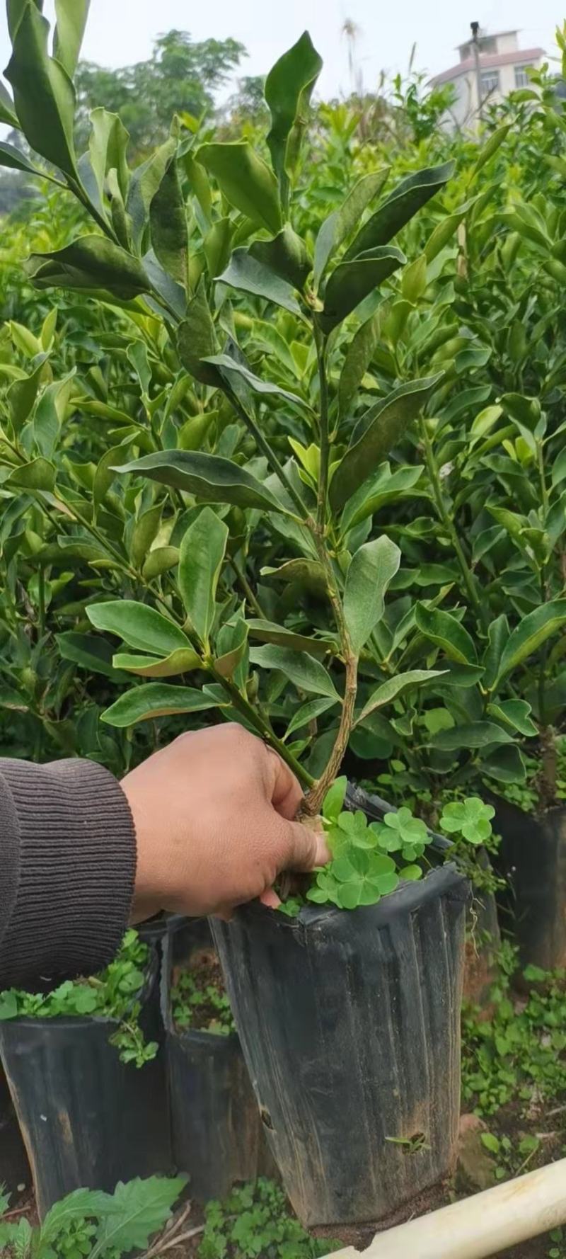 香橙苗大苗，小叶香橙，提供免费种植技术服务
