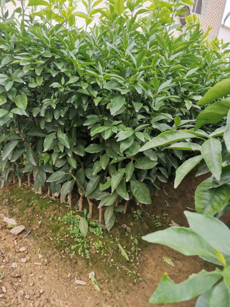 香橙小苗，长叶香橙苗，免费提供种植技术服务。