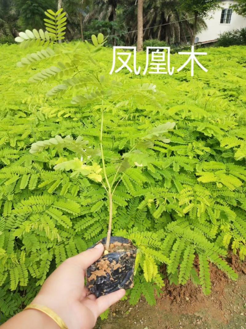福建省漳州市供应绿庭院设计，蓝花楹苗供应大小规格袋苗