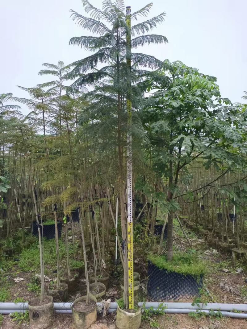 福建省漳州市供应绿庭院设计，蓝花楹苗供应大小规格袋苗