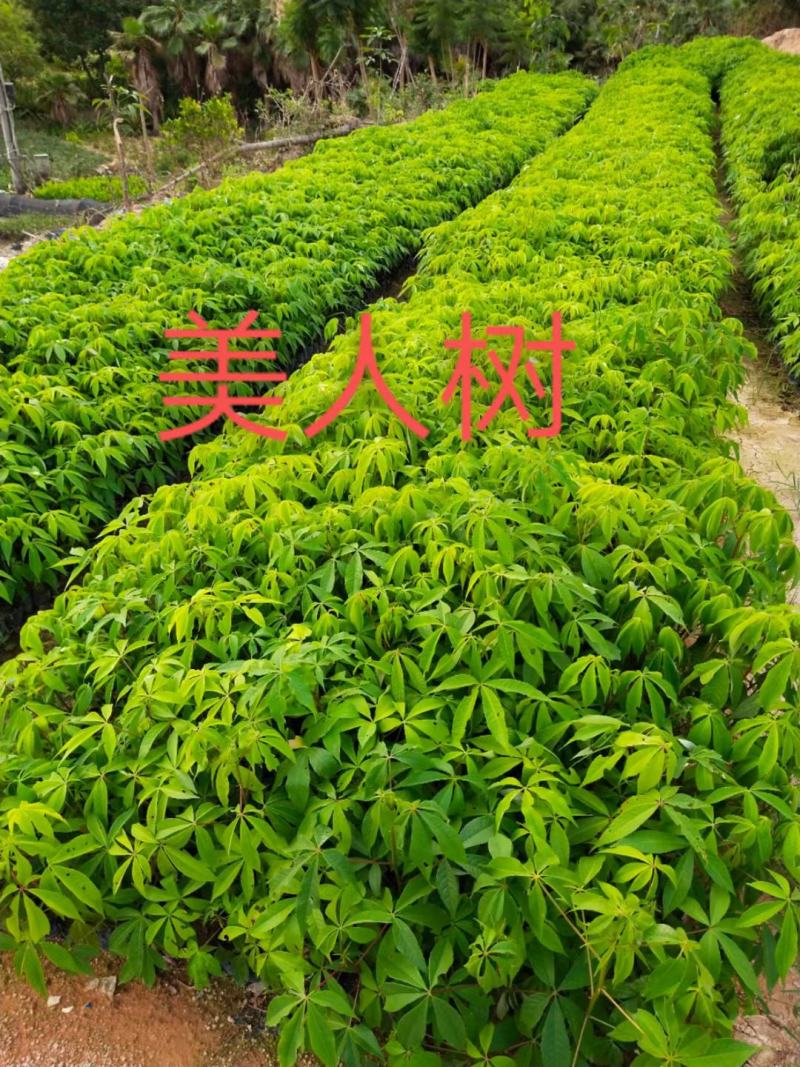 福建省漳州市供应绿庭院设计，蓝花楹苗供应大小规格袋苗