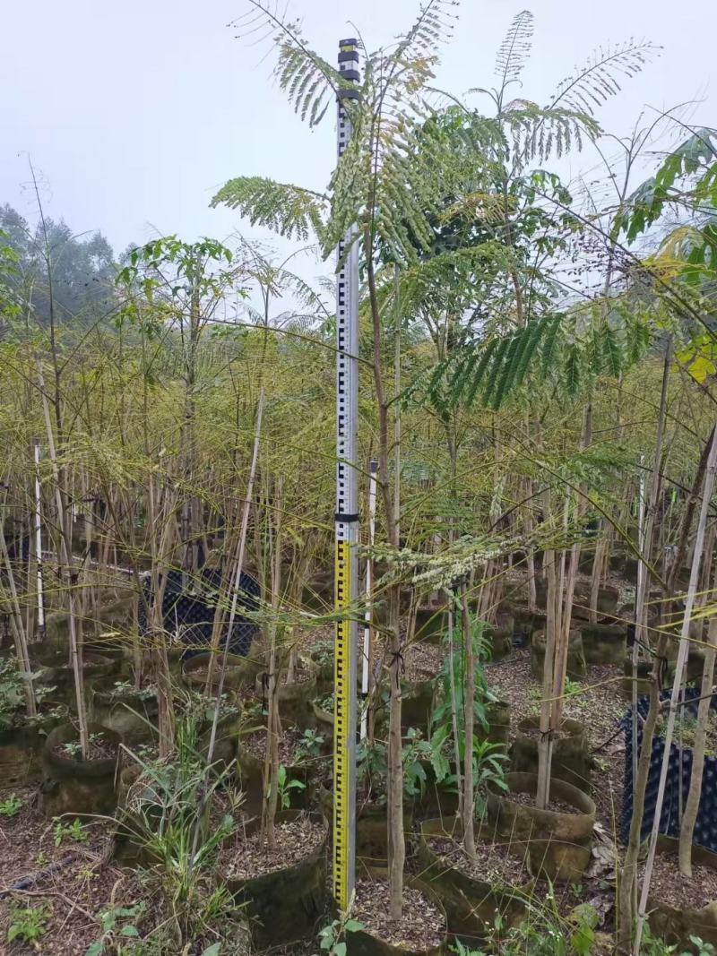 福建省漳州市供应绿庭院设计，蓝花楹苗供应大小规格袋苗