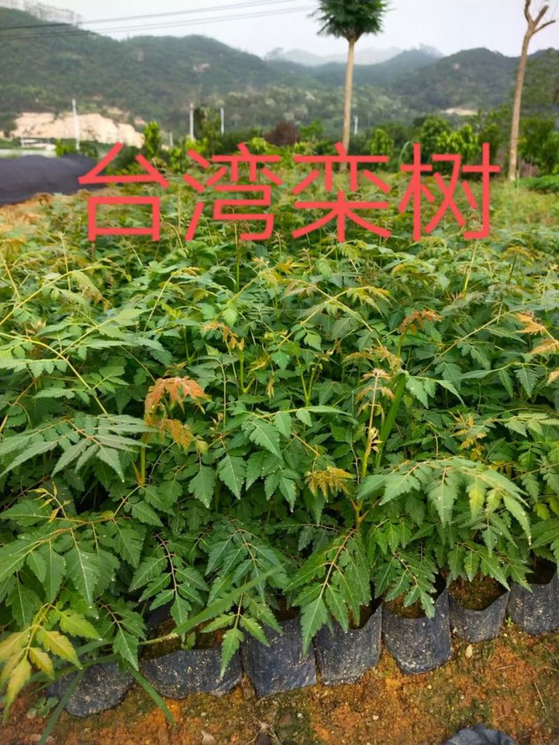 福建省漳州市供应绿庭院设计，蓝花楹苗供应大小规格袋苗