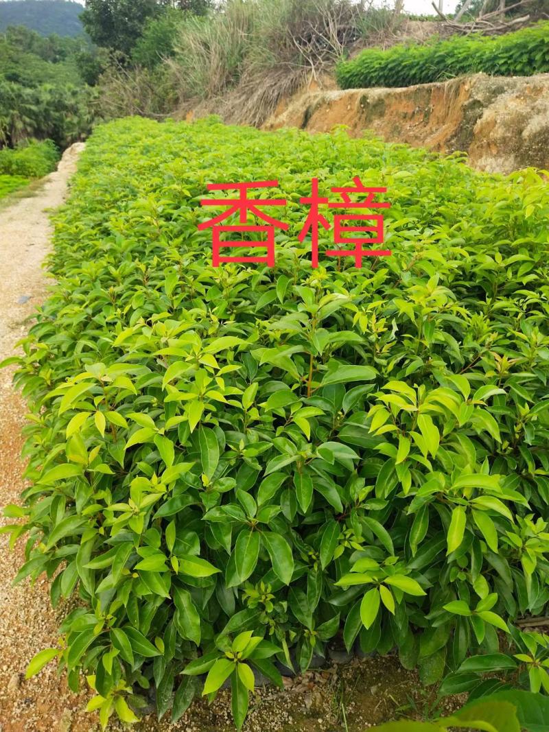 福建省漳州市供应绿庭院设计，蓝花楹苗供应大小规格袋苗