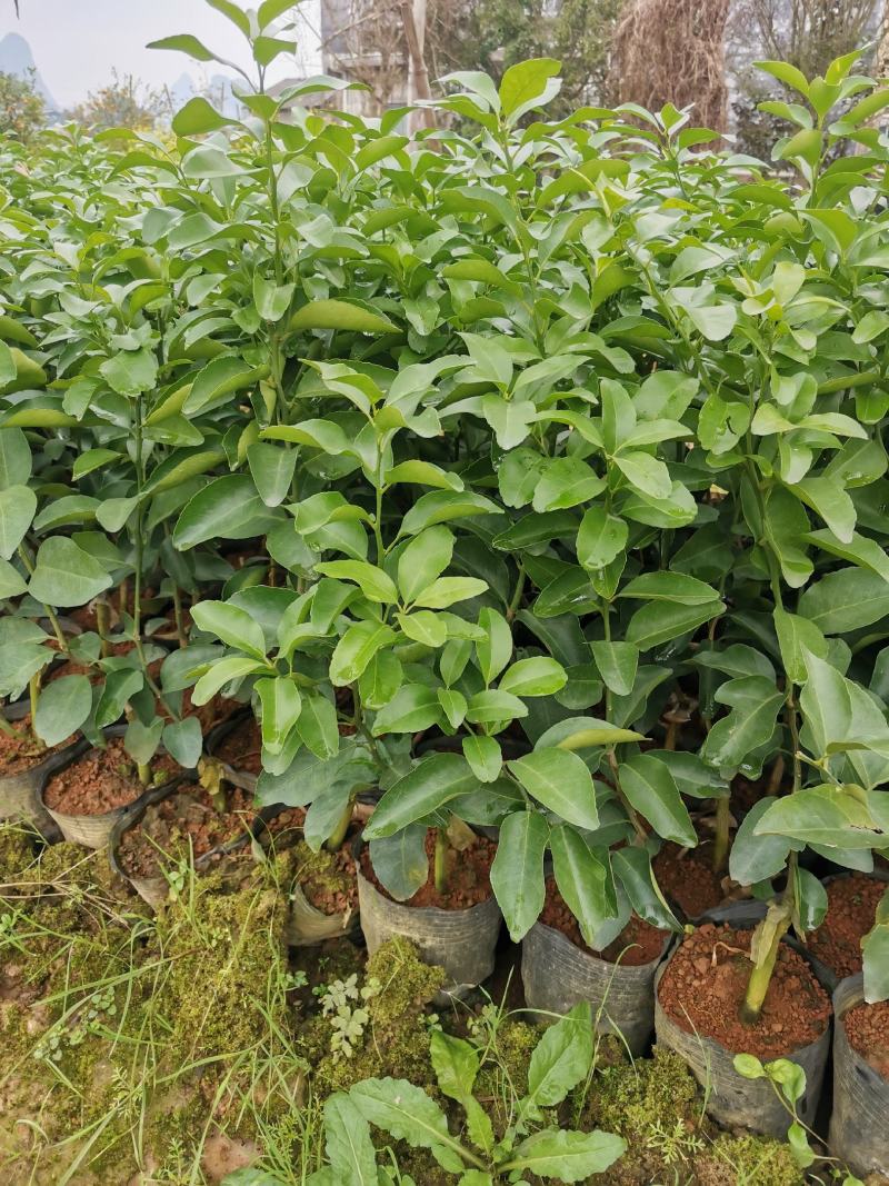 积壳苗，大叶积壳（积橙）兔免费提供种植技术服务