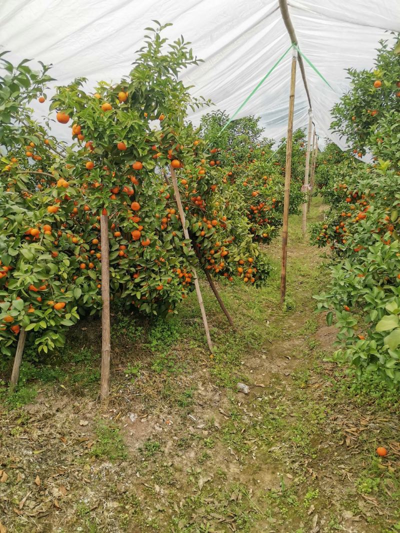 积壳苗，大叶积壳（积橙）兔免费提供种植技术服务