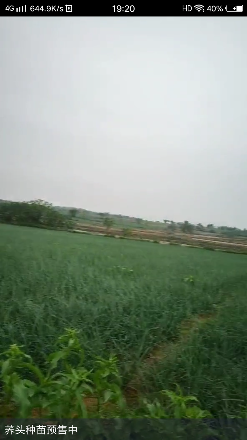 优质菜荞头