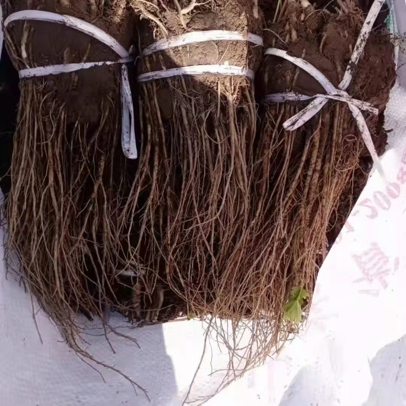 当归苗
