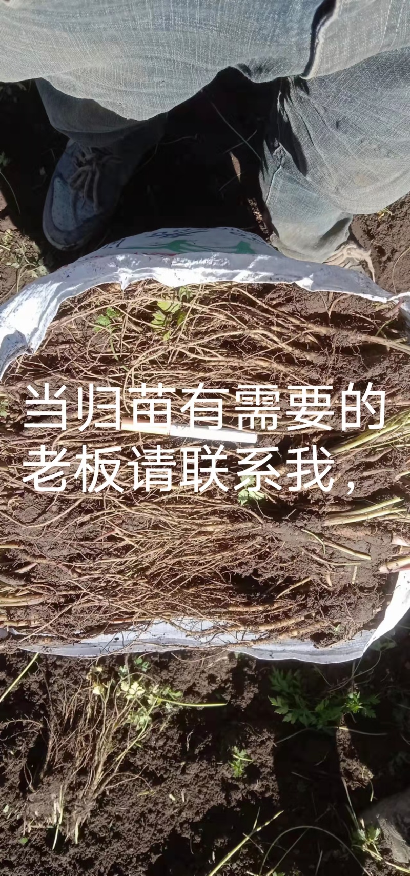 当归苗